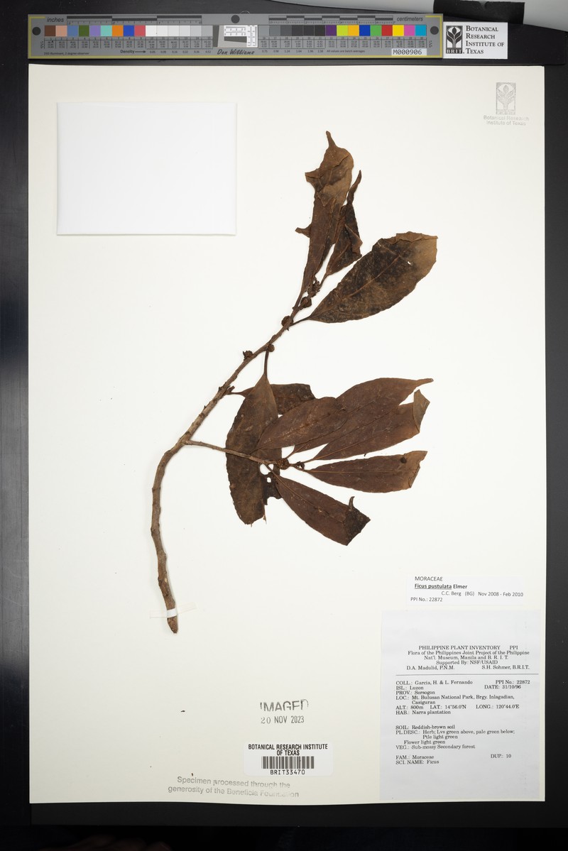 Ficus pustulata photo 4