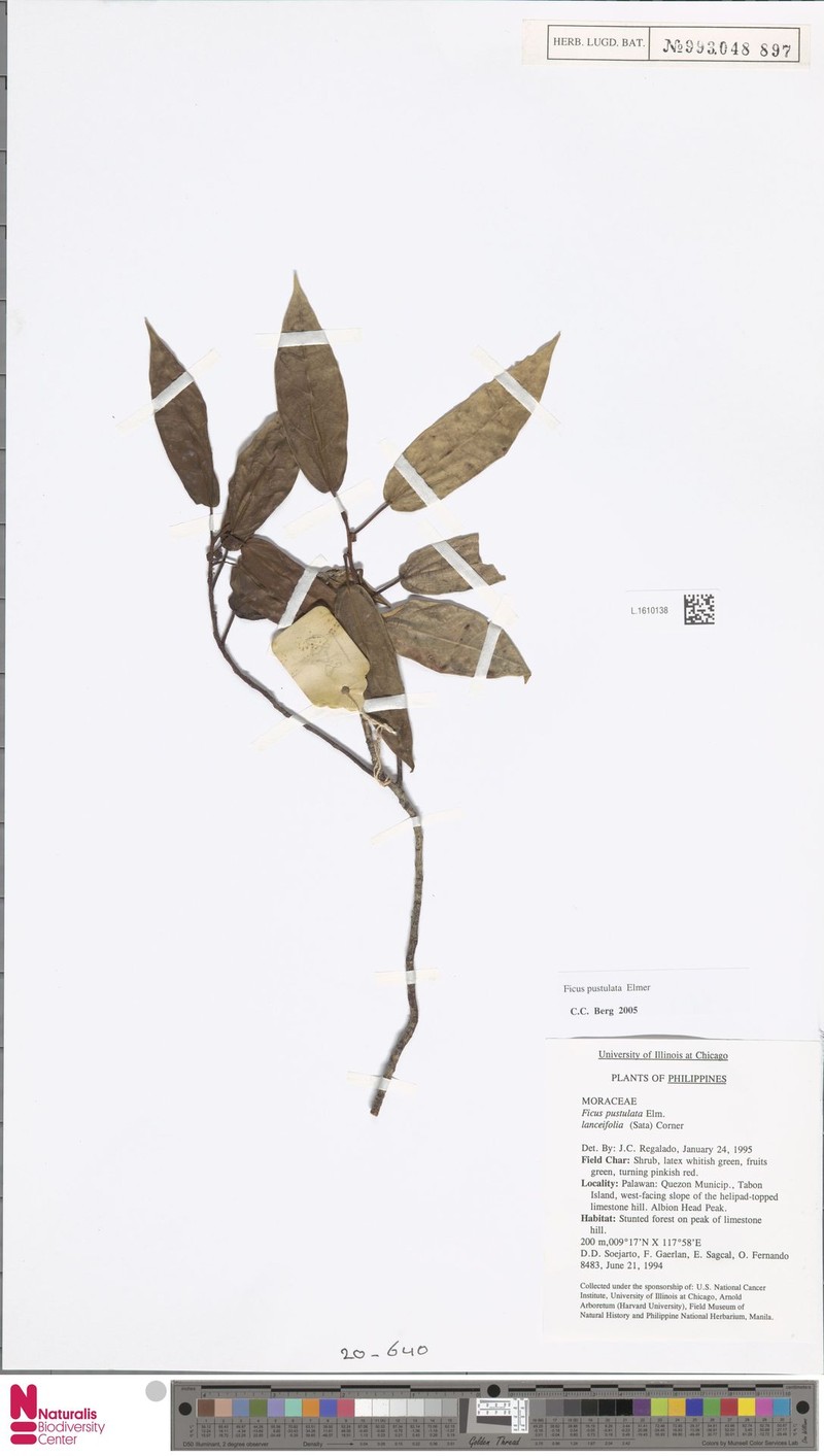 Ficus pustulata photo 5