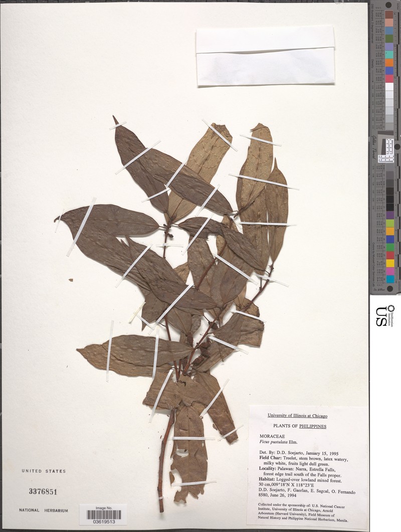 Ficus pustulata photo 6