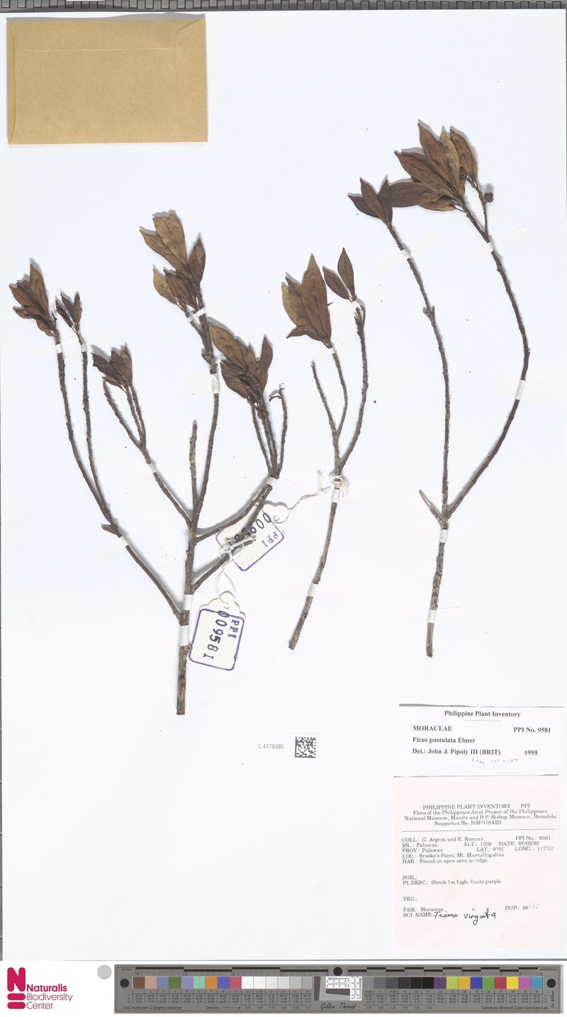 Ficus pustulata photo 7