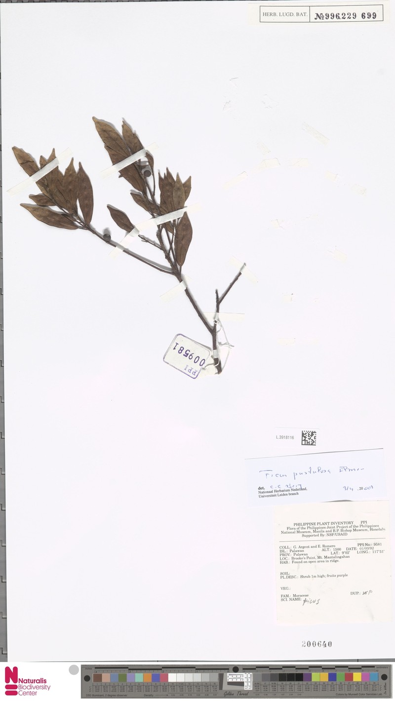 Ficus pustulata photo 8