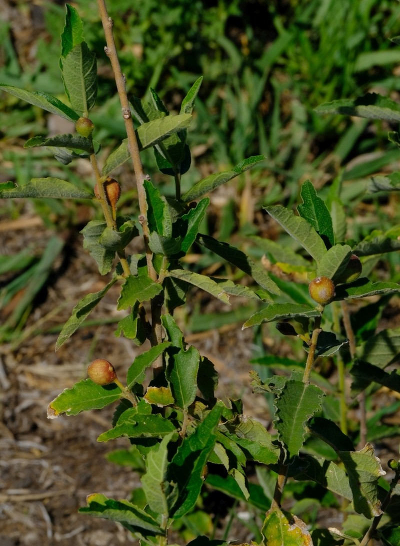 Ficus pygmaea photo 2