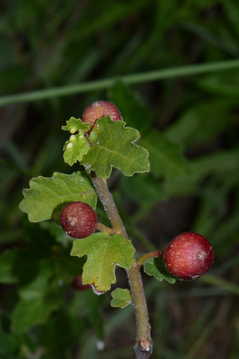 Ficus pygmaea photo 3