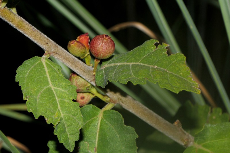 Ficus pygmaea photo 4