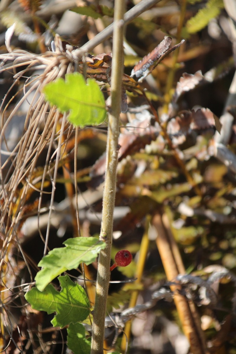 Ficus pygmaea photo 5