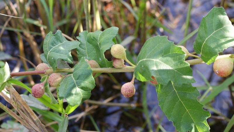 Ficus pygmaea photo 6