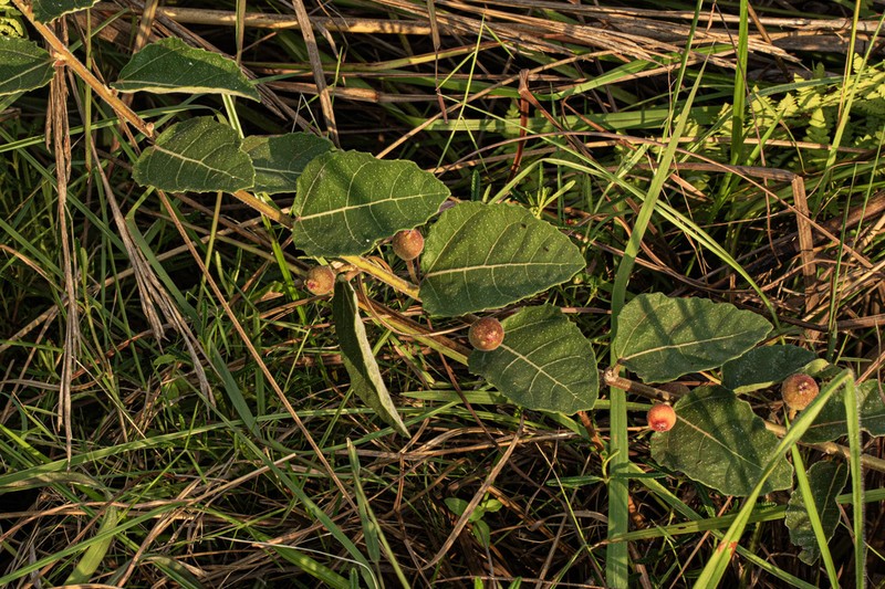 Ficus pygmaea photo 7