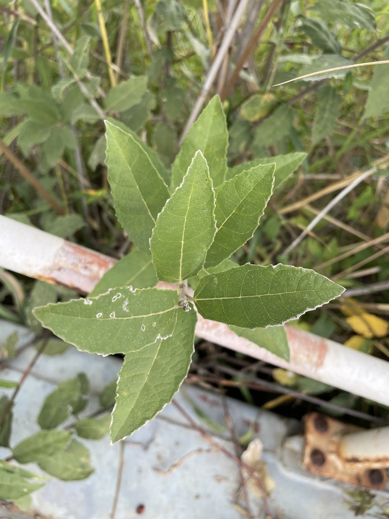 Ficus pygmaea photo 8
