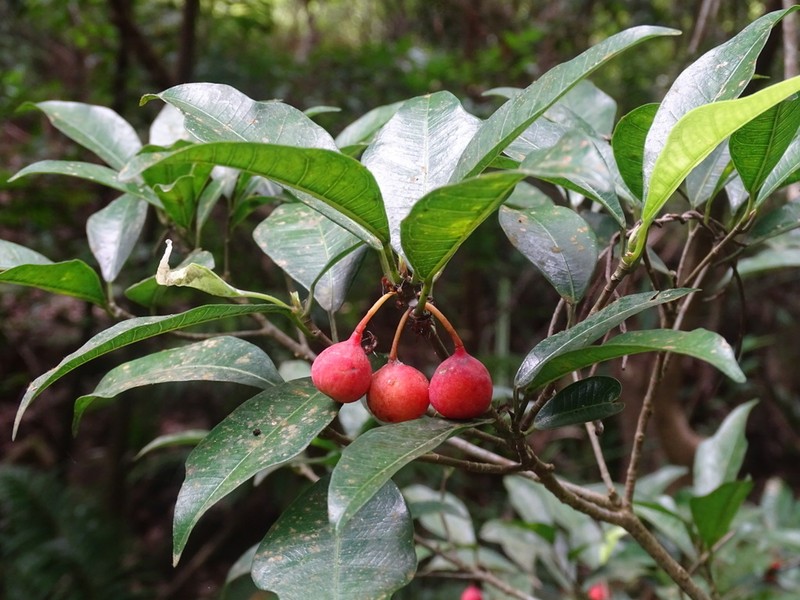 Ficus pyriformis