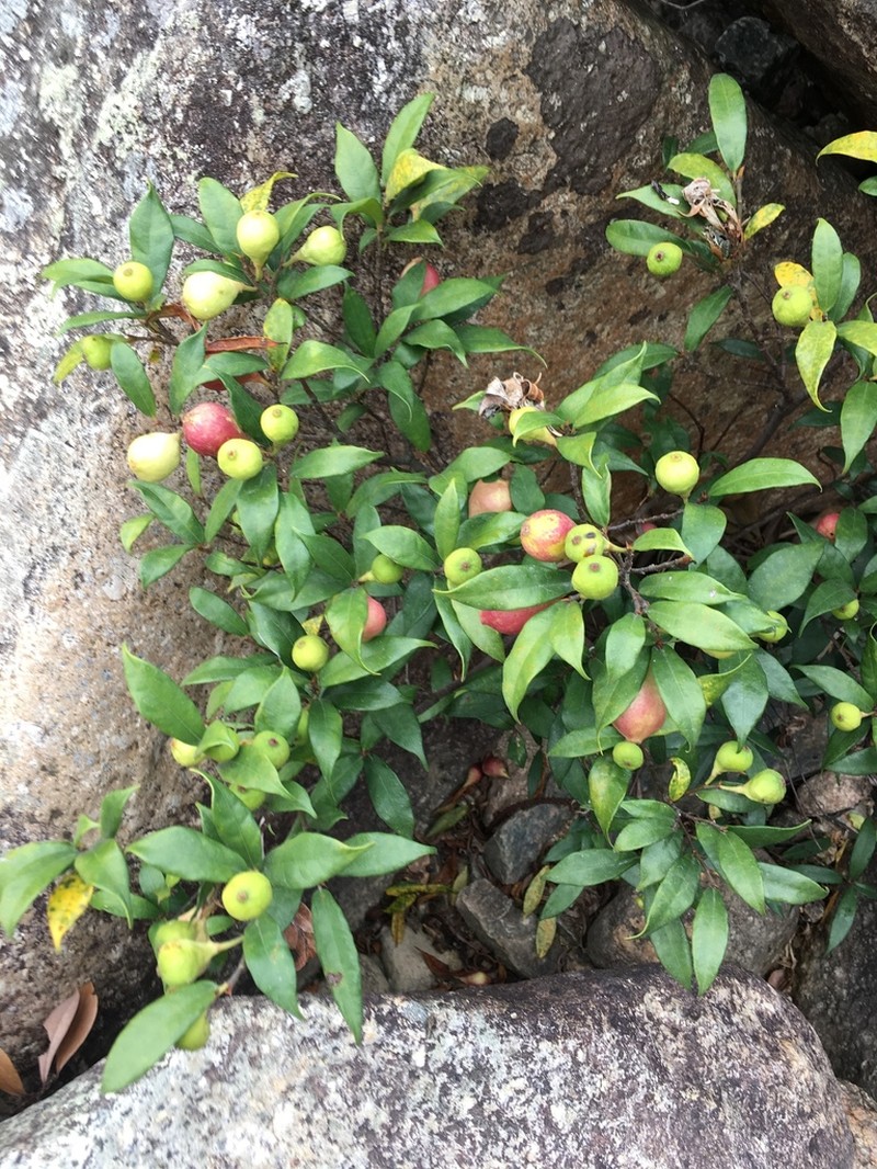 Ficus pyriformis photo 2