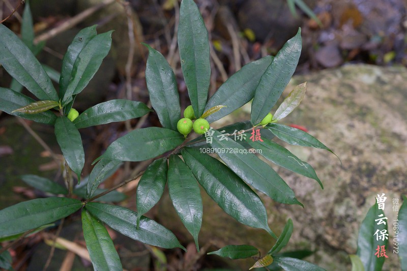 Ficus pyriformis photo 3