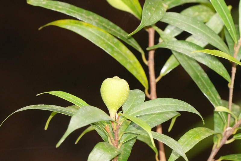 Ficus pyriformis photo 4
