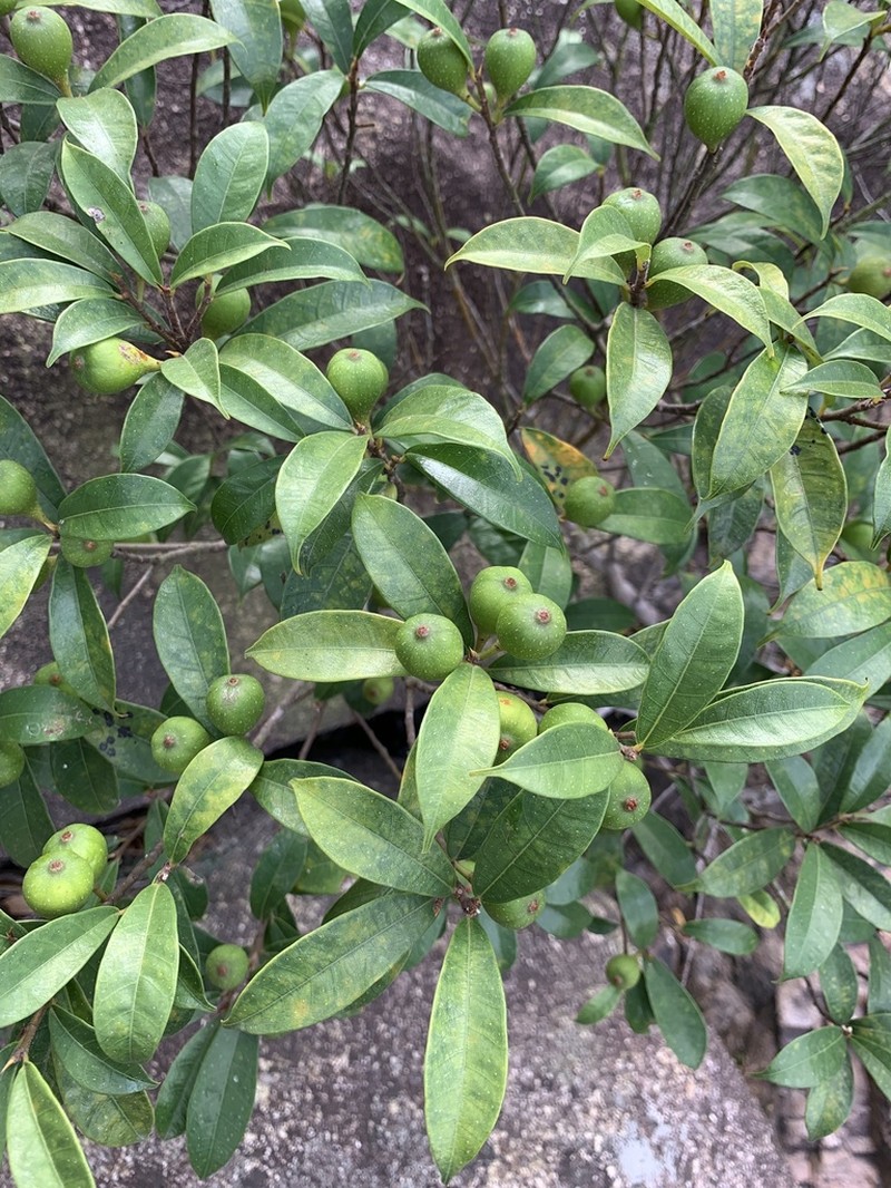 Ficus pyriformis photo 5