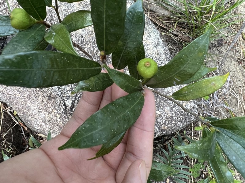 Ficus pyriformis photo 6