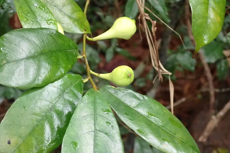 Ficus pyriformis photo 7