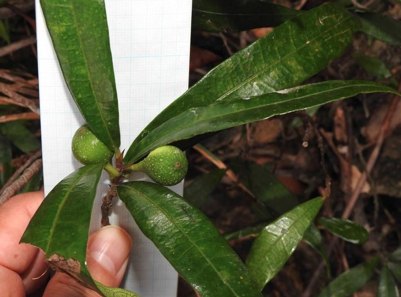 Ficus pyriformis photo 8