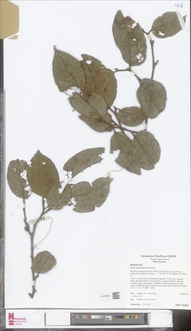 Ficus quercetorum