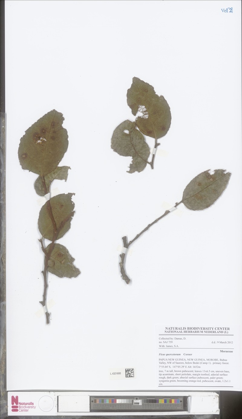 Ficus quercetorum photo 2