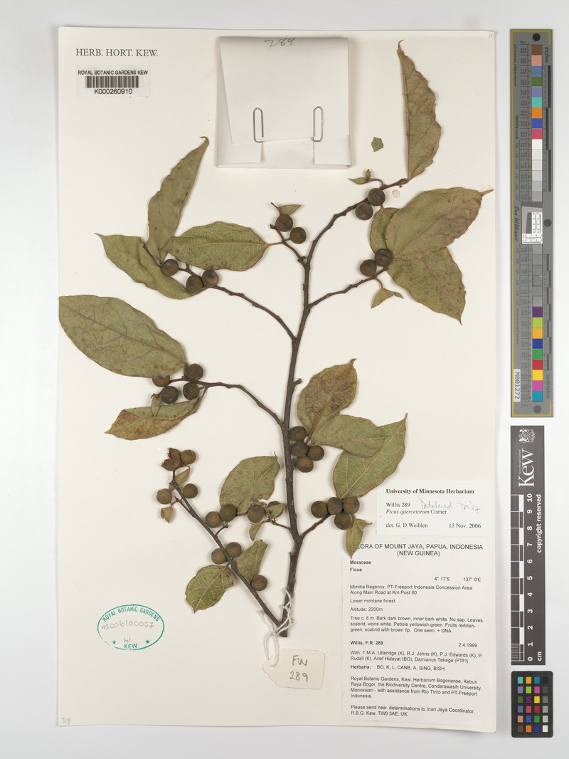 Ficus quercetorum photo 3
