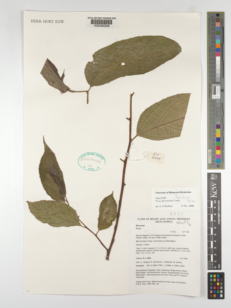 Ficus quercetorum photo 4