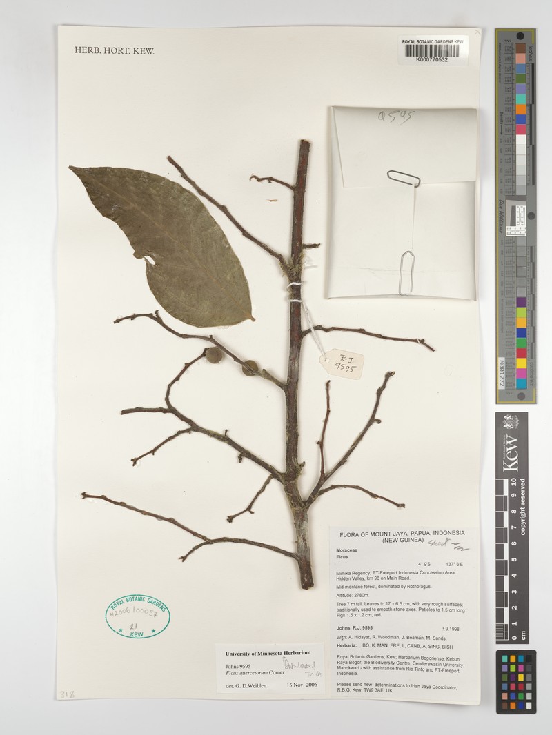Ficus quercetorum photo 5