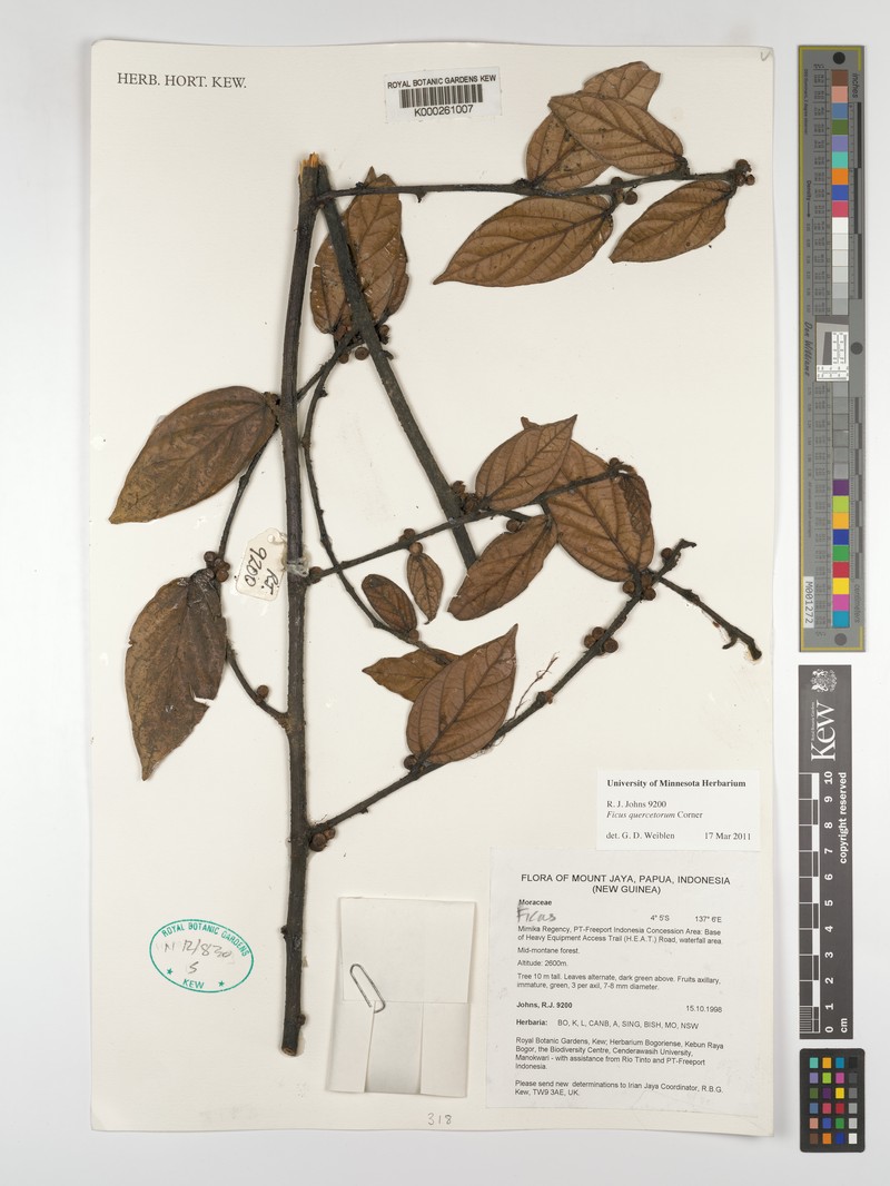 Ficus quercetorum photo 6