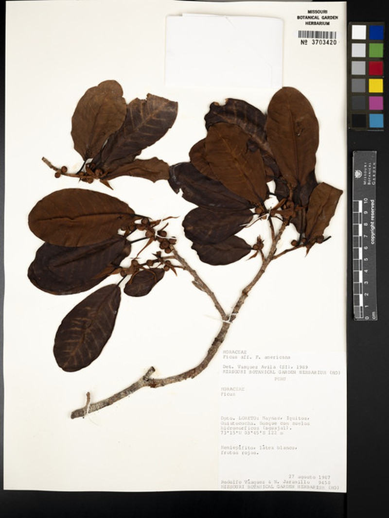 Ficus quistocochensis
