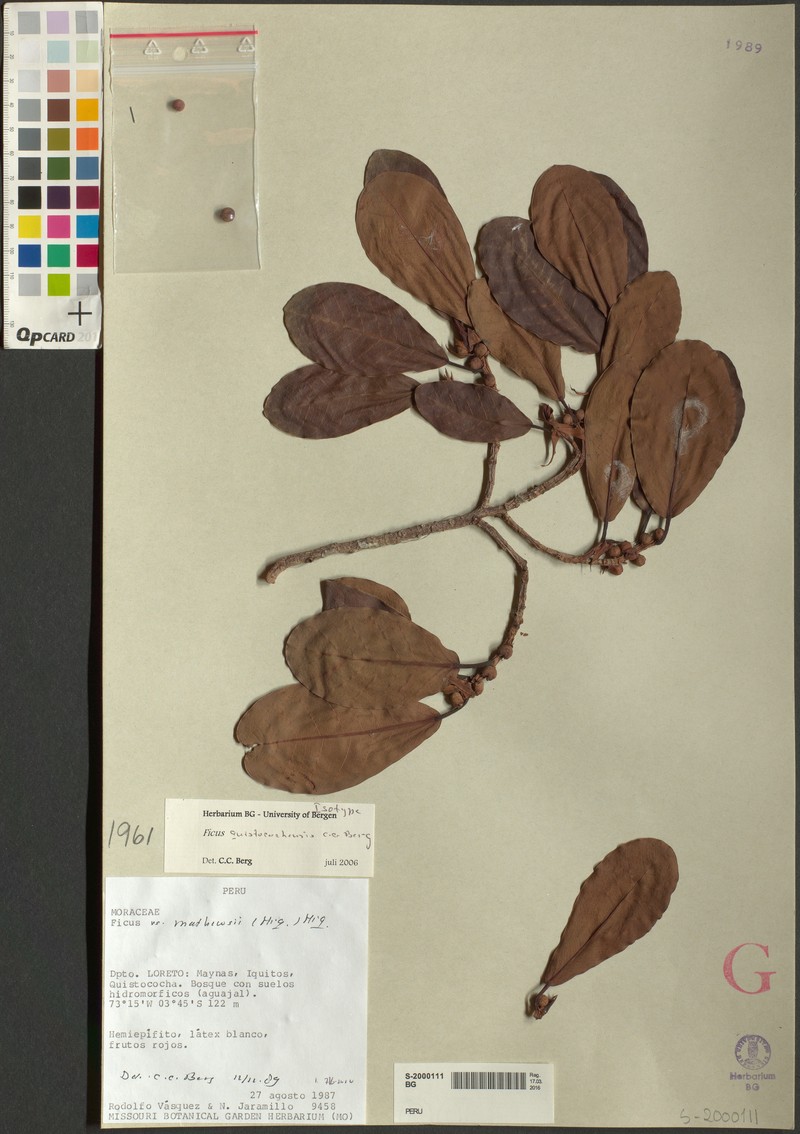 Ficus quistocochensis photo 2