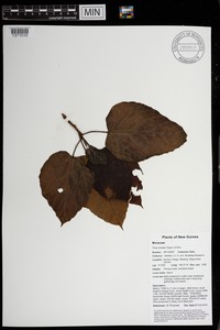Ficus racemifera