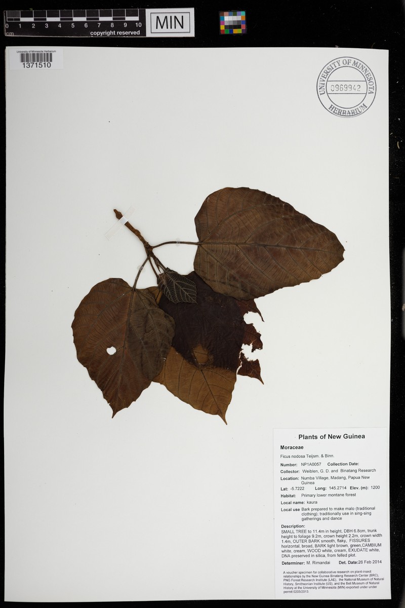 Ficus racemifera