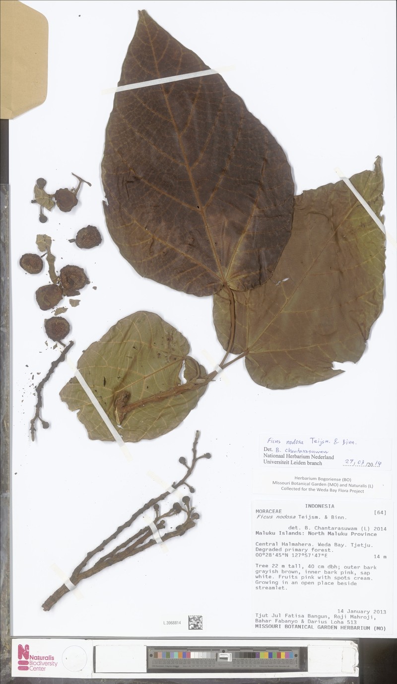 Ficus racemifera photo 3