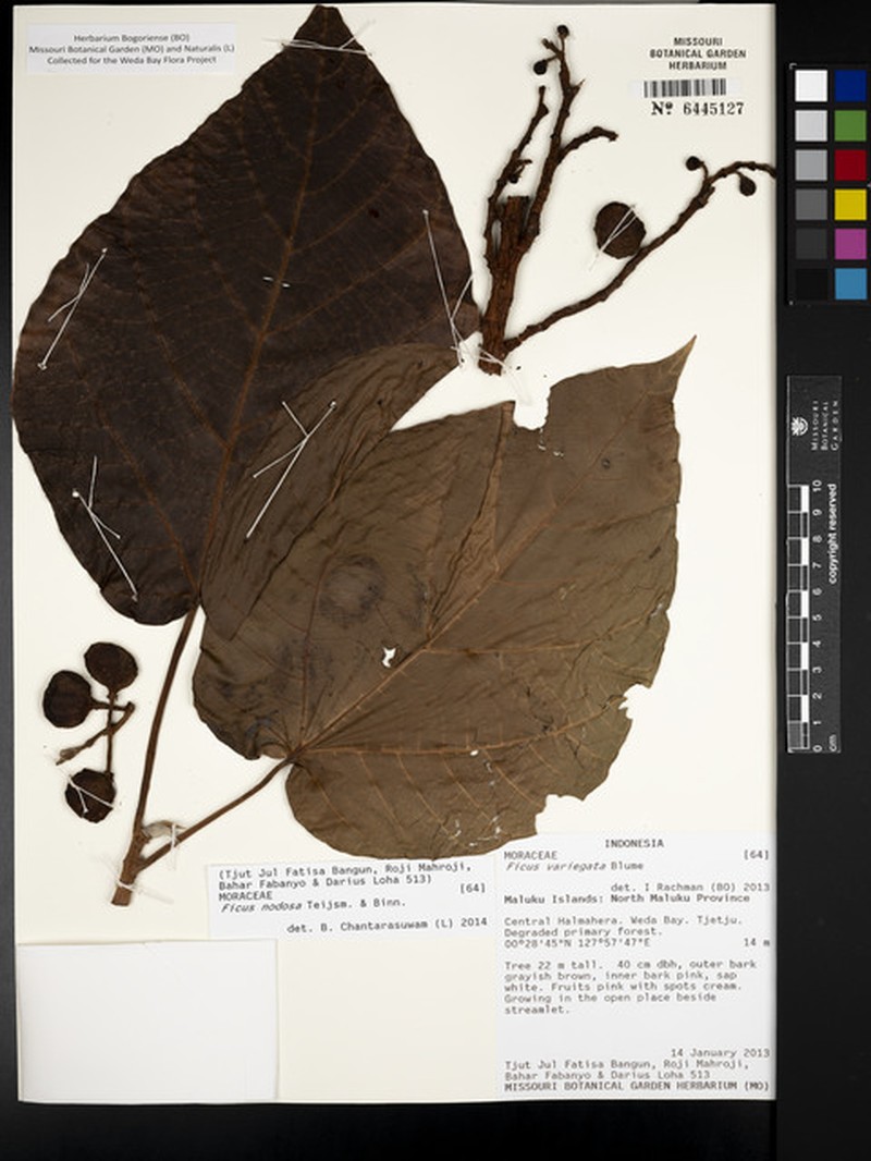 Ficus racemifera photo 4