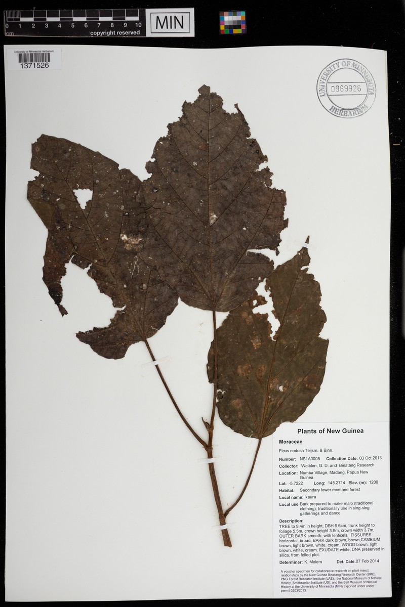 Ficus racemifera photo 5