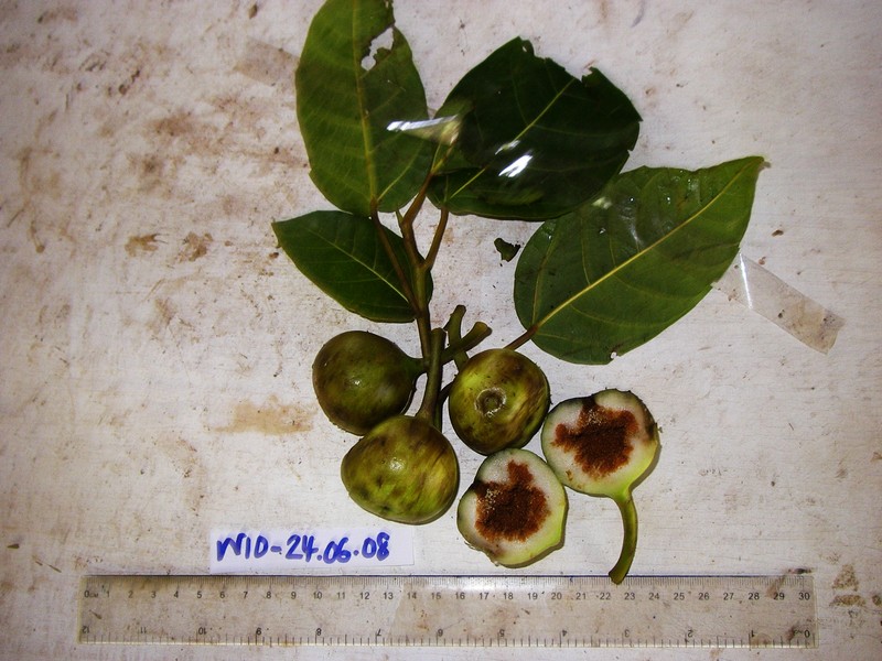 Ficus racemifera photo 7
