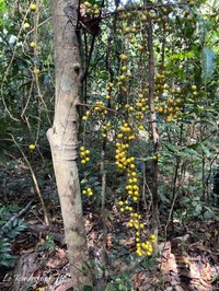 Ficus racemigera