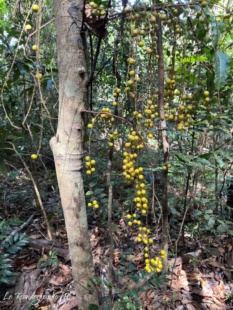 Ficus racemigera