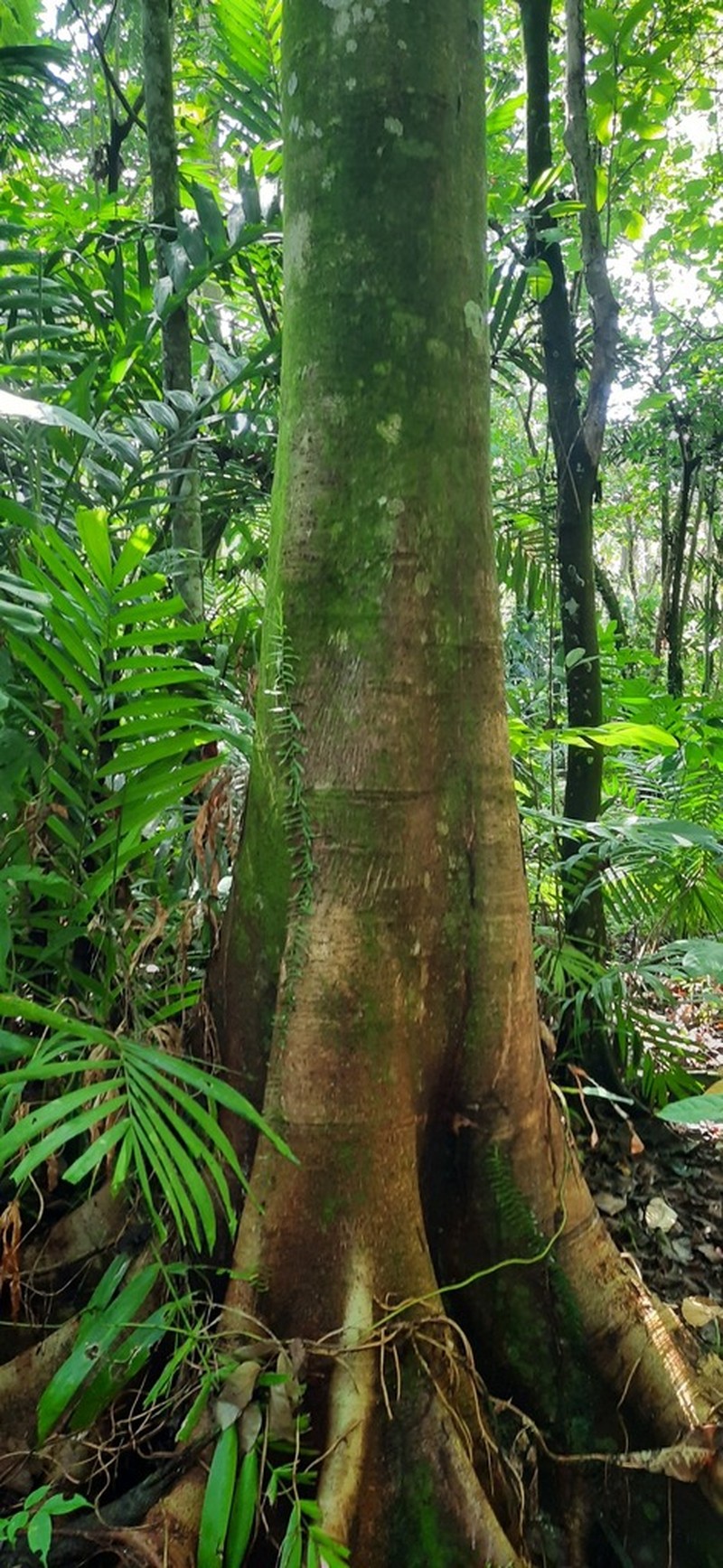 Ficus racemigera photo 4