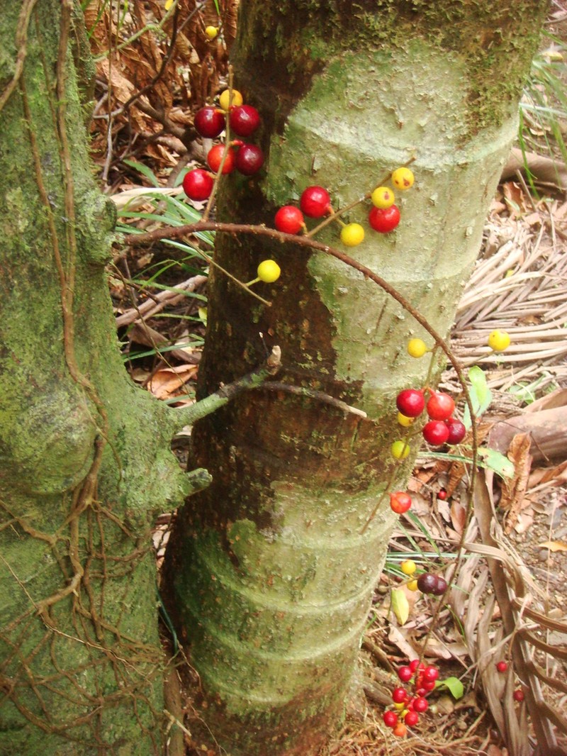 Ficus racemigera photo 8