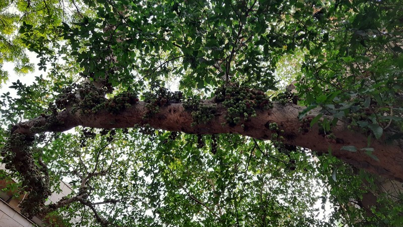 Clustertree photo 3