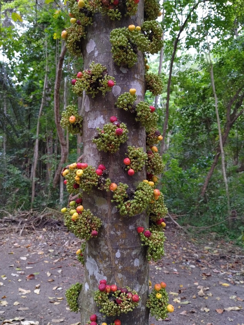 Clustertree photo 4