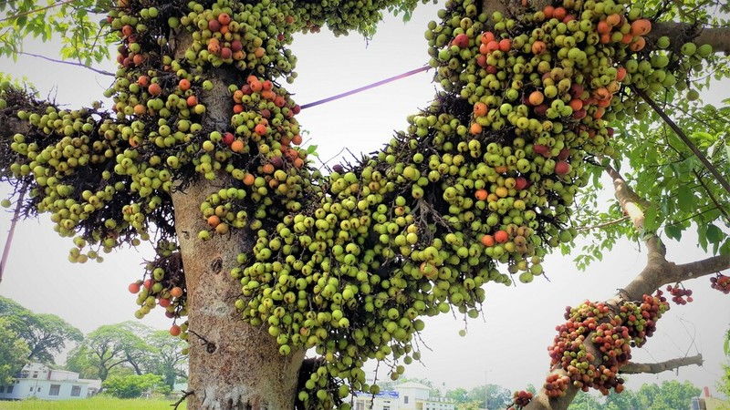 Clustertree photo 5