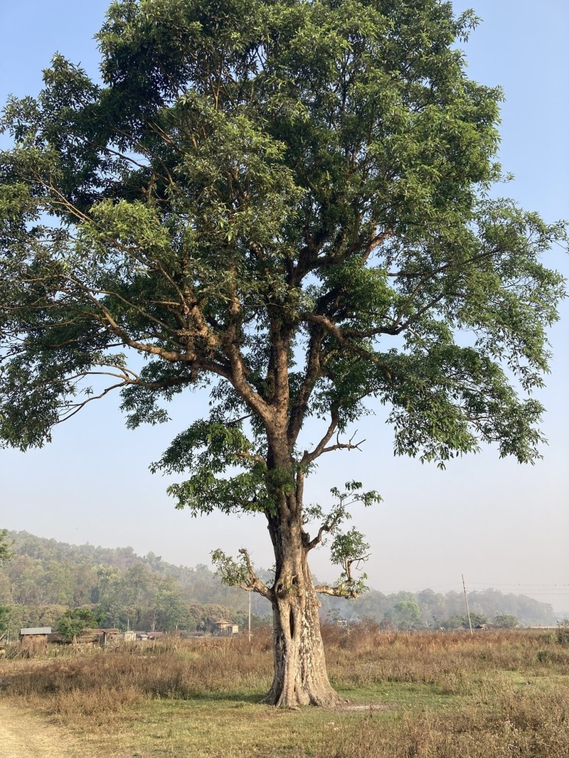 Clustertree photo 6