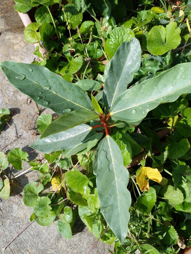 Clustertree photo 7