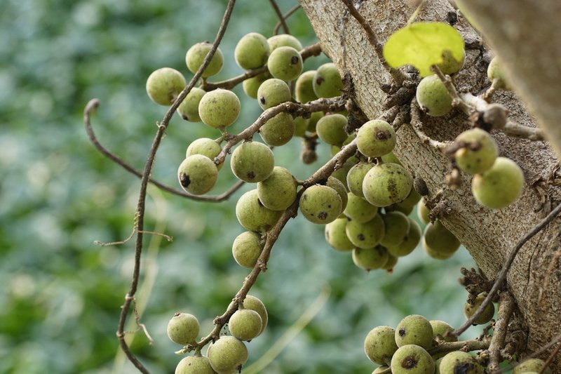Clustertree