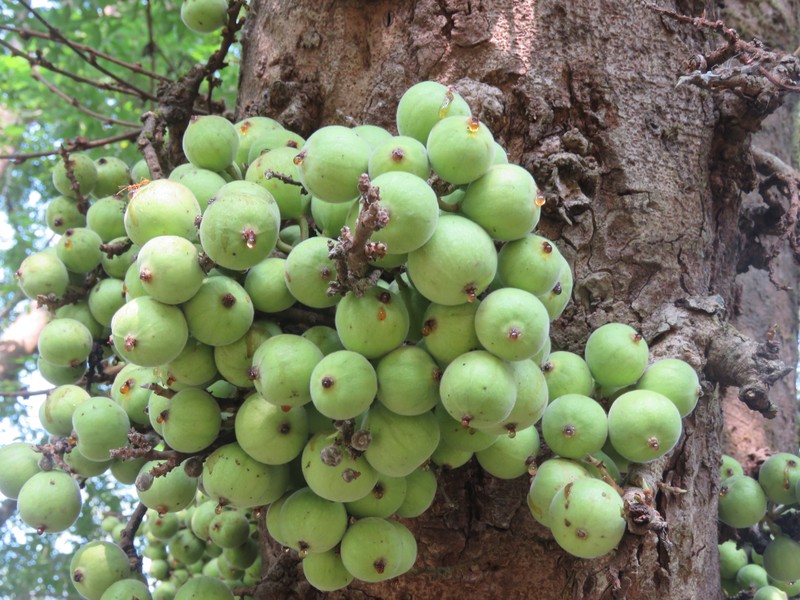 Clustertree