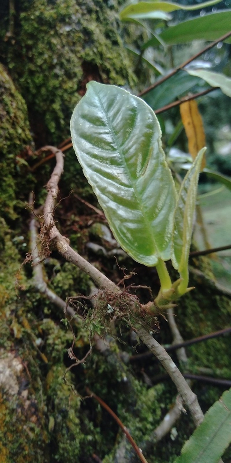 Ficus recurva