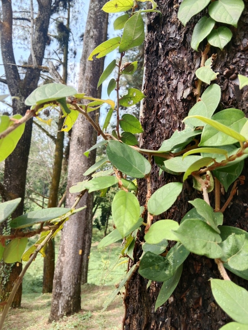 Ficus recurva photo 2