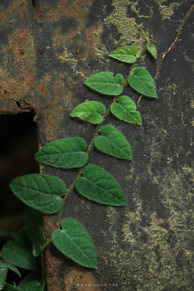Ficus recurva photo 3