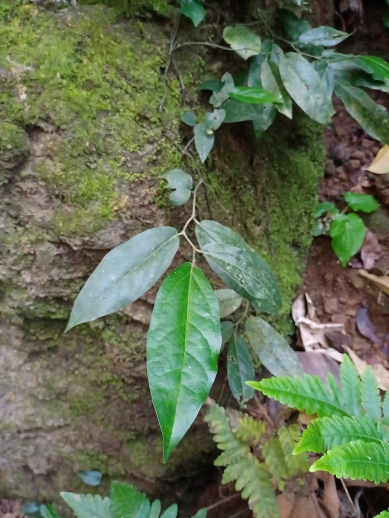 Ficus recurva photo 4