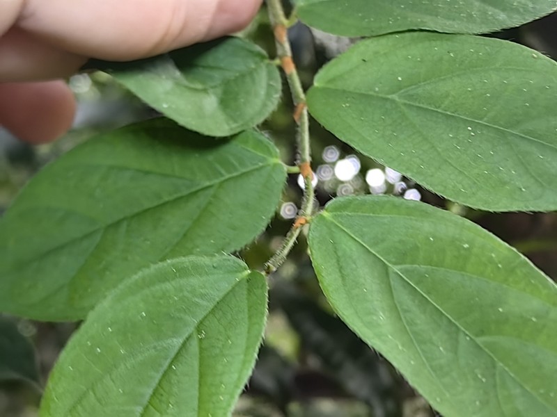 Ficus recurva photo 5